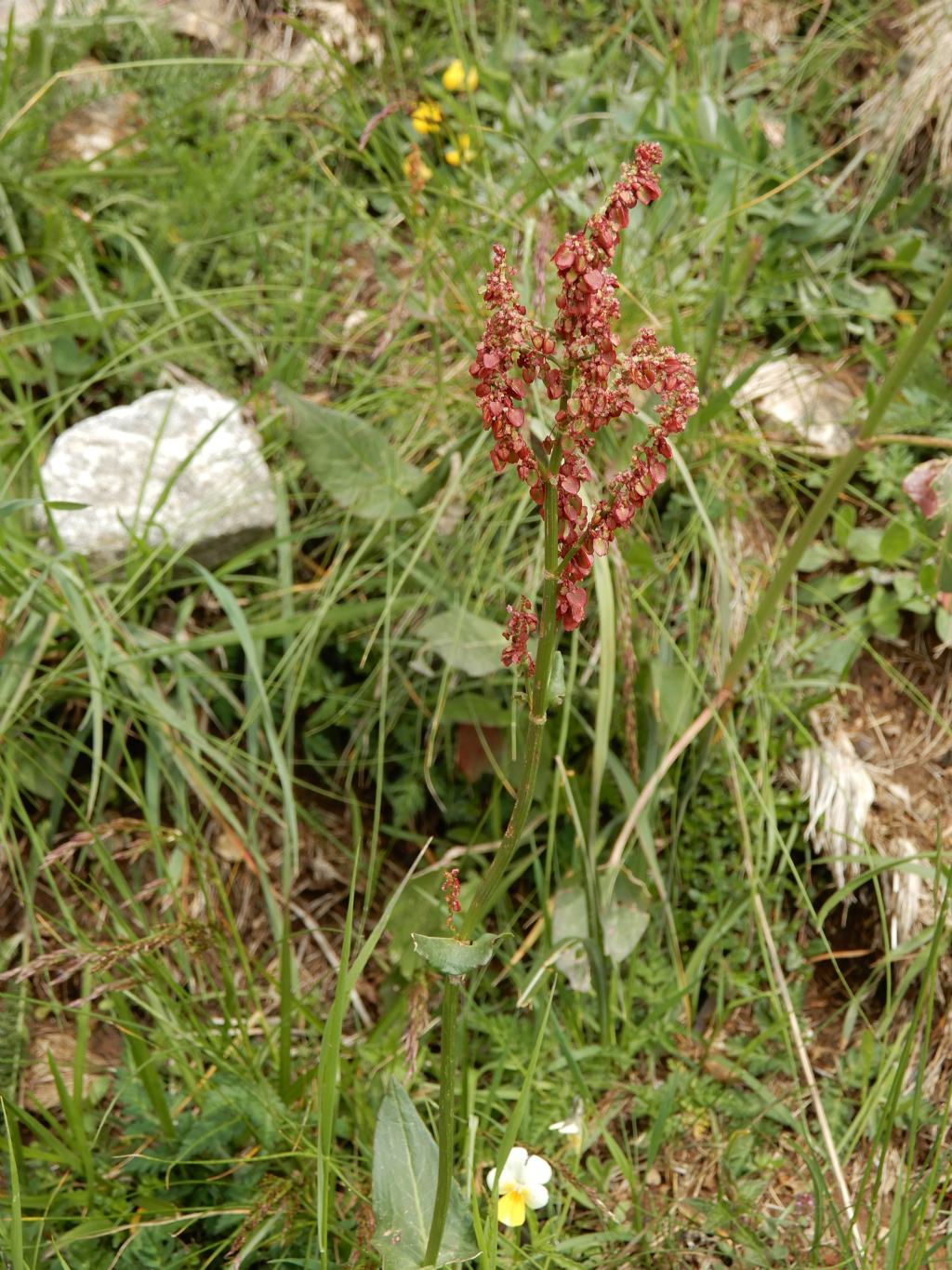 Rumex sp. (Polygonaceae)